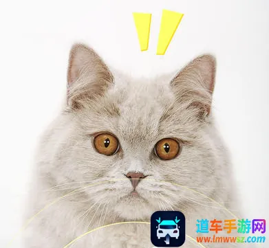 ���﷭����