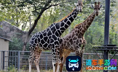 中国动物园协会2026官方最新版本 中国动物园协会2026官方最新版本